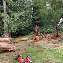 Cedar yard expansion chainsaw