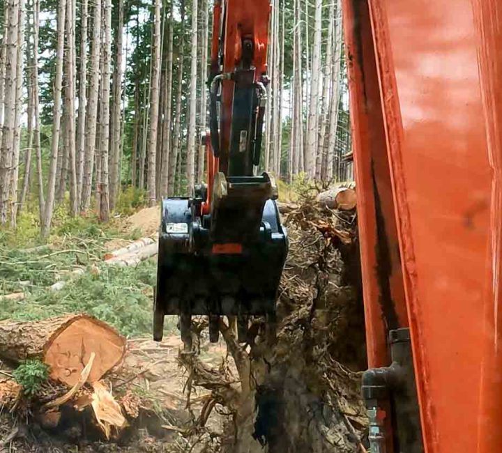 a problem tree knocked down by an excavator