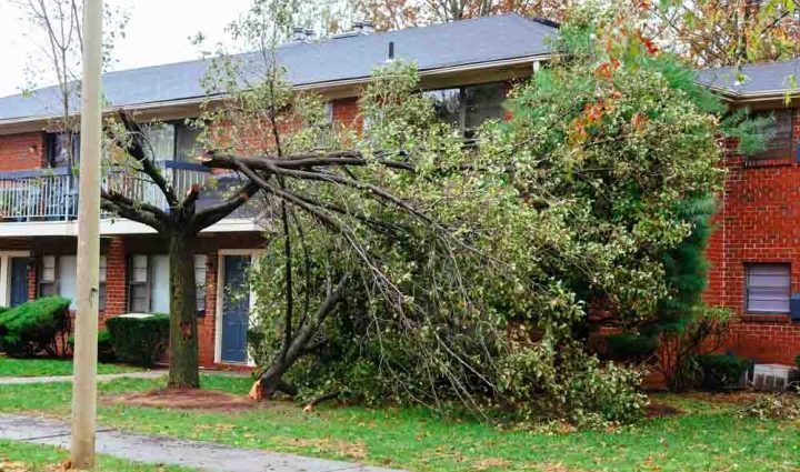 fallen tree in front of a house after a hurricane