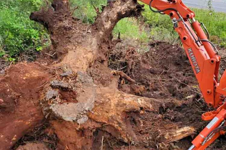 a big tree stump excavated by a mini Kubota excavator